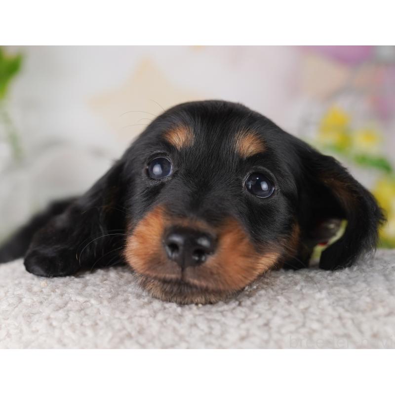 販売中の東京都のミニチュアダックスフンド(ロングヘアード)-428232の9枚目
