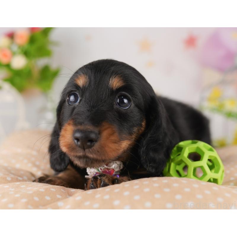 販売中の東京都のミニチュアダックスフンド(ロングヘアード)-428232の8枚目