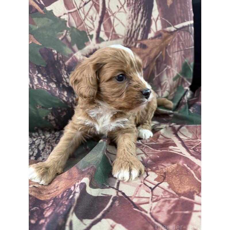 販売中の福岡県のマルプー:マルチーズ×トイプードル-427139の2枚目