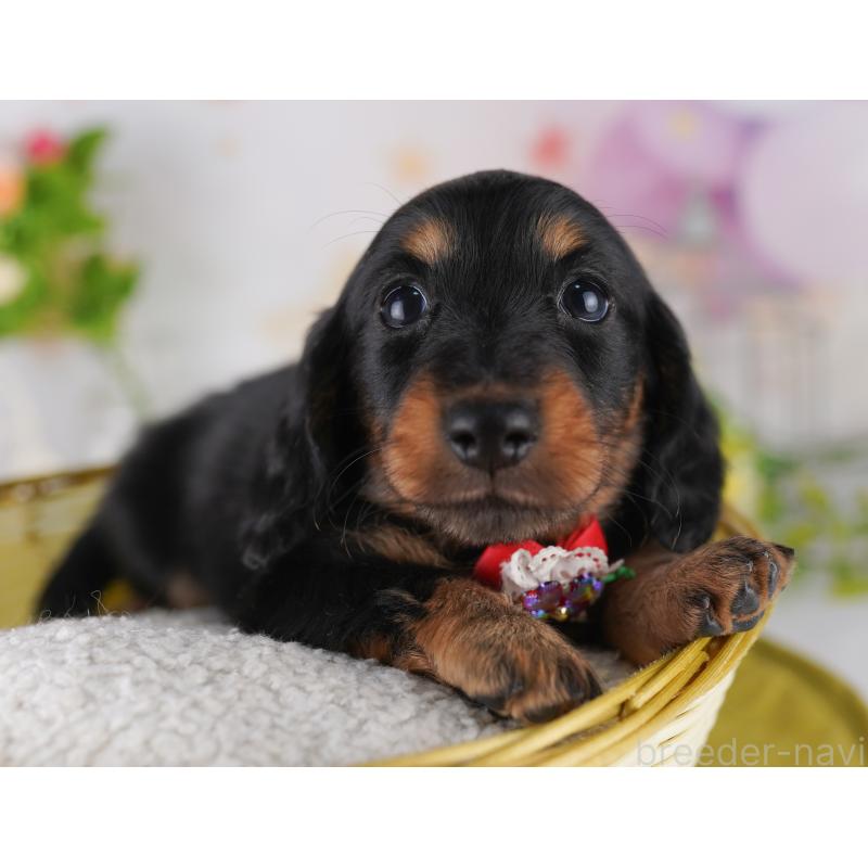 販売中の東京都のミニチュアダックスフンド(ロングヘアード)-428232の7枚目