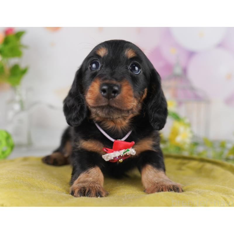 販売中の東京都のミニチュアダックスフンド(ロングヘアード)-428232の6枚目