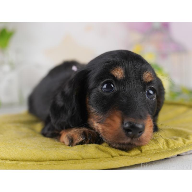 販売中の東京都のミニチュアダックスフンド(ロングヘアード)-428232の5枚目