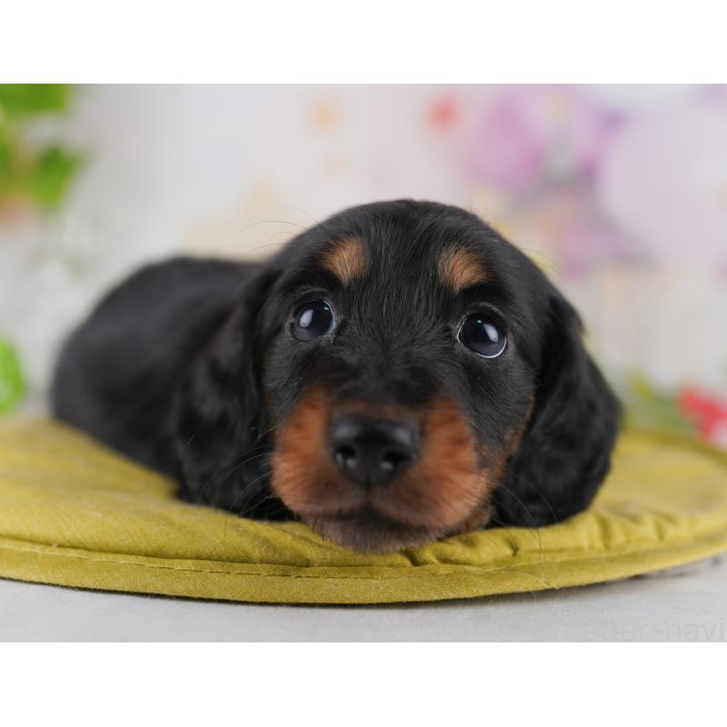 販売中の東京都のミニチュアダックスフンド(ロングヘアード)-428232の4枚目
