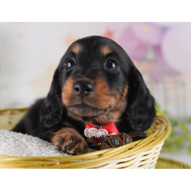 販売中の東京都のミニチュアダックスフンド(ロングヘアード)-428232の3枚目