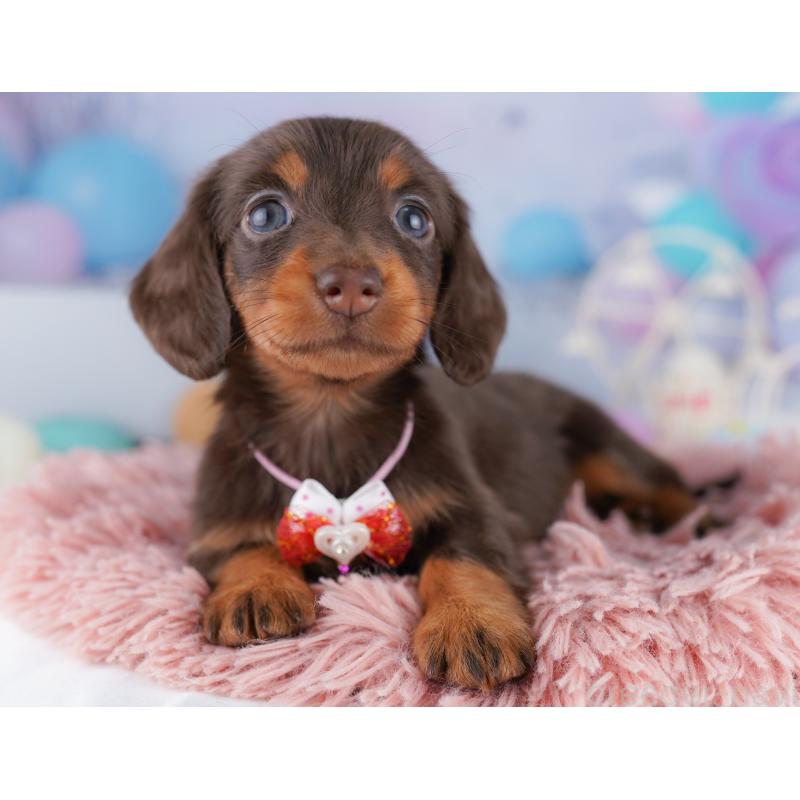 販売中の東京都のカニンヘンダックスフンド(ロングヘアード)-428233の11枚目