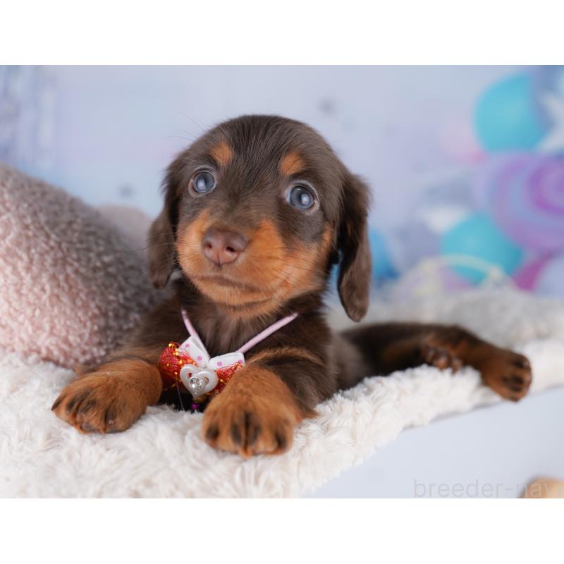 販売中の東京都のカニンヘンダックスフンド(ロングヘアード)-428233の10枚目