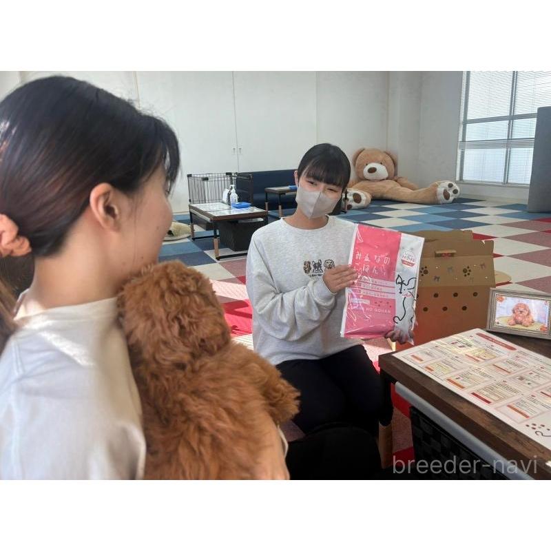 販売中の東京都のポメラニアン-428238の15枚目