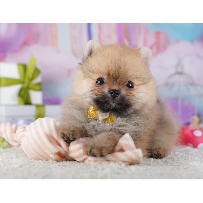 販売中の東京都のポメラニアン-428238の7枚目