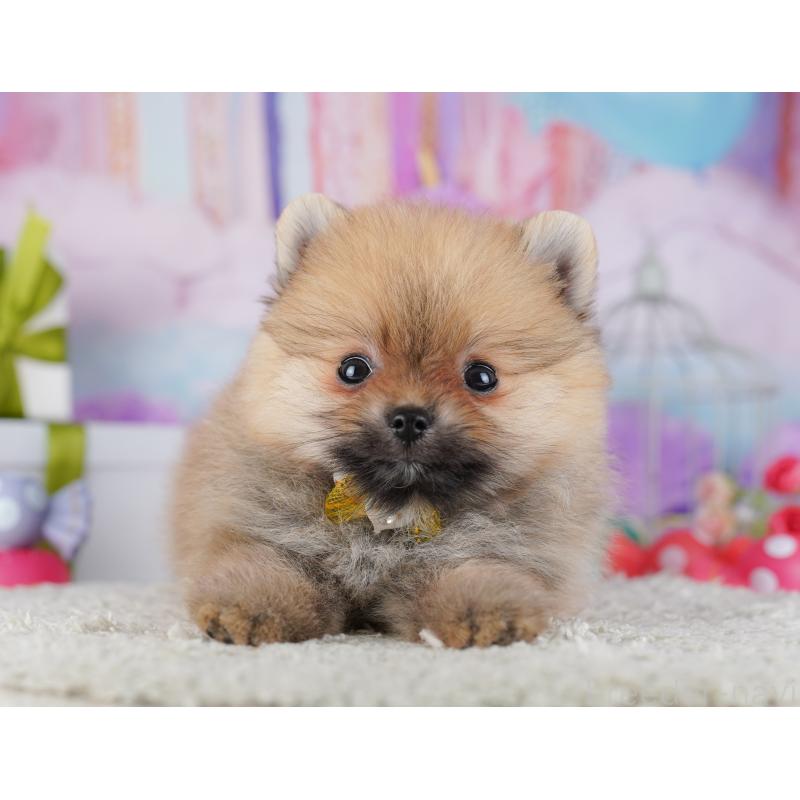 販売中の東京都のポメラニアン-428238の5枚目