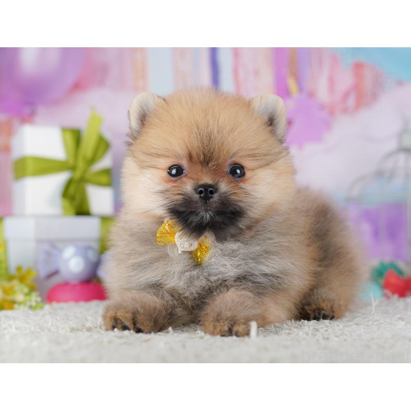 販売中の東京都のポメラニアン-428238の4枚目