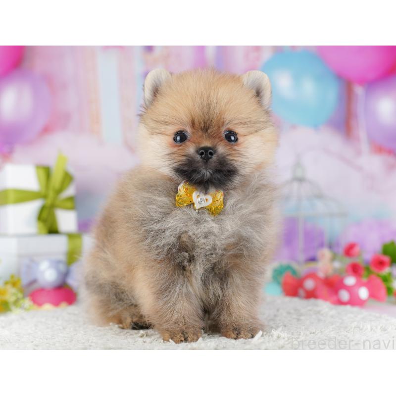 販売中の東京都のポメラニアン-428238の3枚目