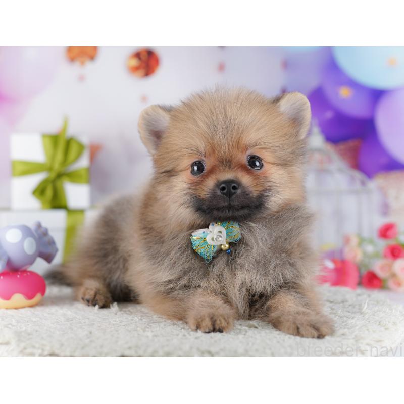 販売中の東京都のポメラニアン-428237の7枚目