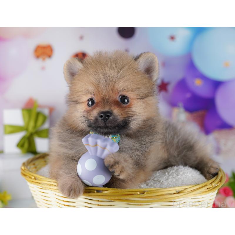 販売中の東京都のポメラニアン-428237の6枚目