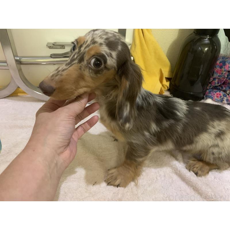 販売中の青森県のミニチュアダックスフンド(ロングヘアード)-411042の4枚目