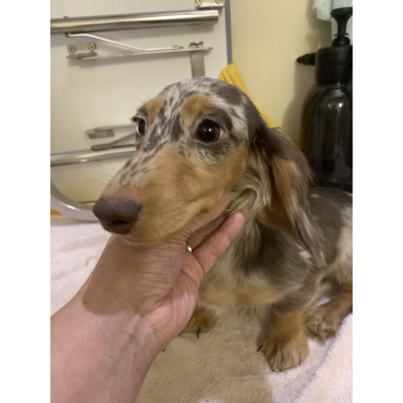 販売中の青森県のミニチュアダックスフンド(ロングヘアード)-411042の3枚目