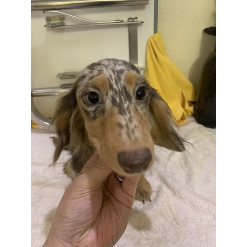 販売中の青森県のミニチュアダックスフンド(ロングヘアード)-411042の2枚目