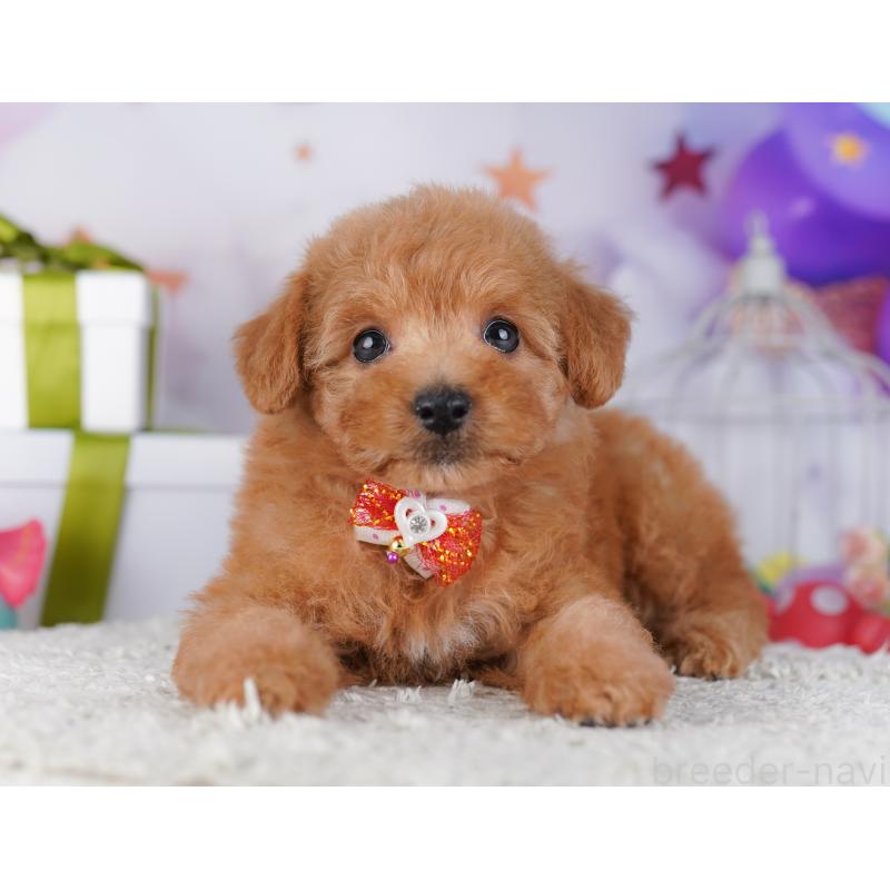 販売中の東京都のトイプードル-428235の7枚目