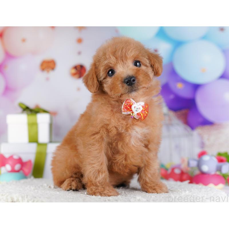 販売中の東京都のトイプードル-428235の6枚目