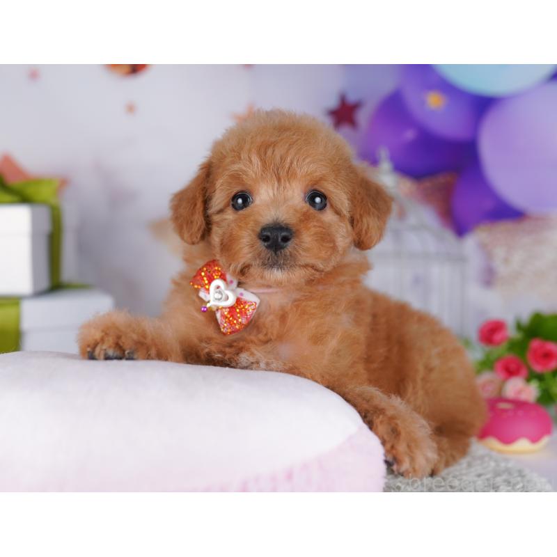 販売中の東京都のトイプードル-428235の3枚目