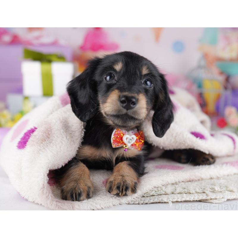 販売中の東京都のミニチュアダックスフンド(ロングヘアード)-428229の6枚目