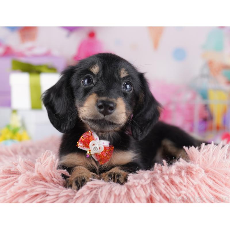 販売中の東京都のミニチュアダックスフンド(ロングヘアード)-428229の3枚目