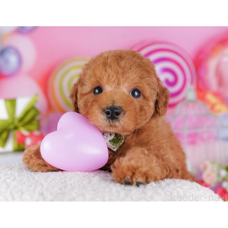 販売中の東京都のトイプードル-428224の8枚目