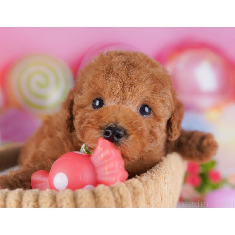 販売中の東京都のトイプードル-428224の7枚目