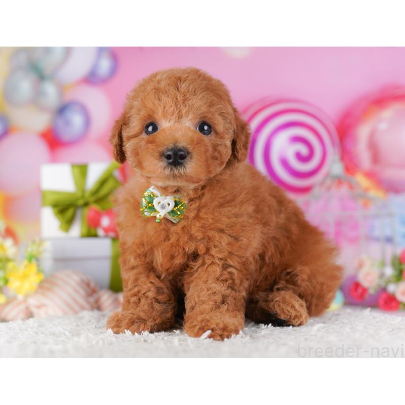 販売中の東京都のトイプードル-428224の6枚目