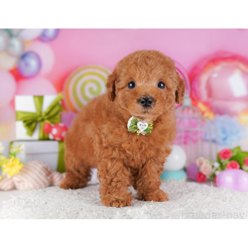 販売中の東京都のトイプードル-428224の5枚目