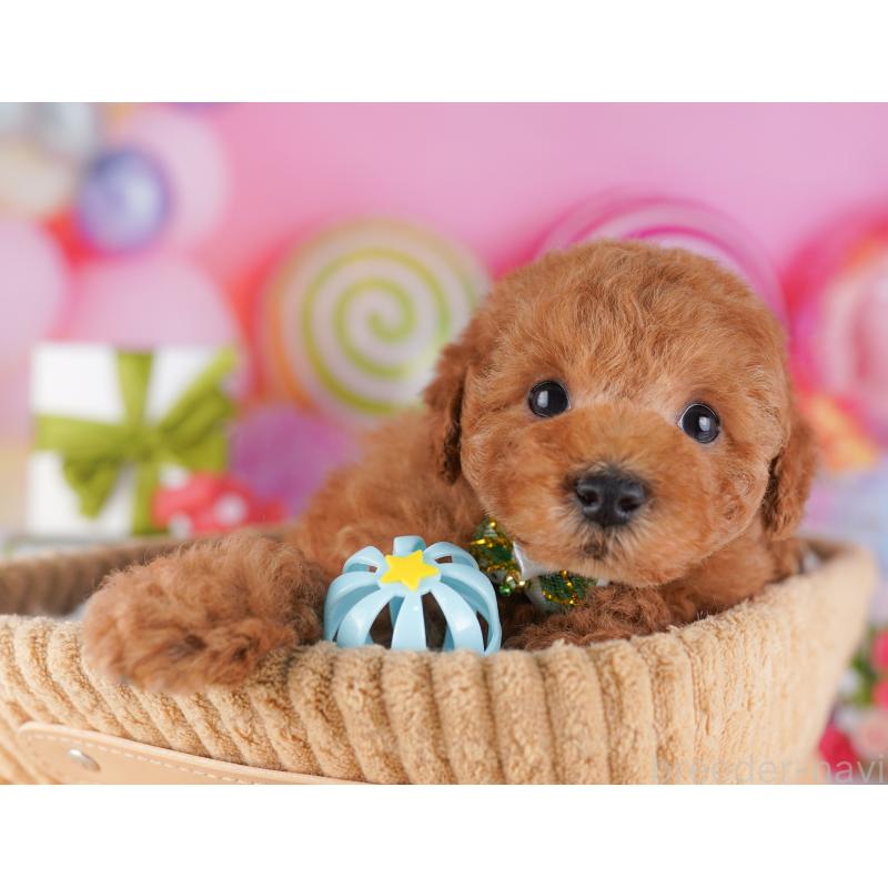 販売中の東京都のトイプードル-428224の4枚目