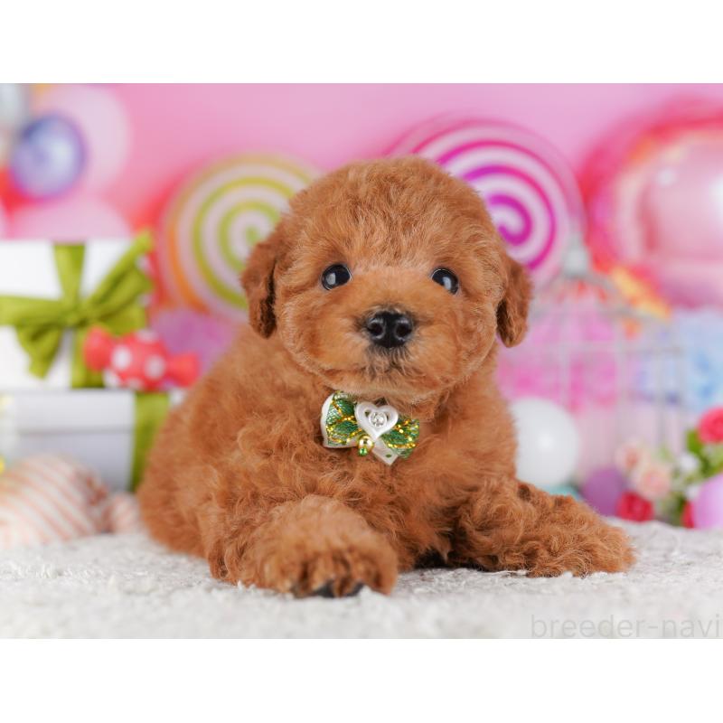 販売中の東京都のトイプードル-428224の3枚目