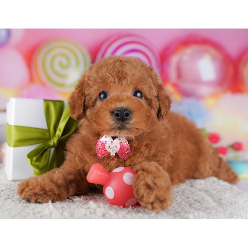 販売中の東京都のトイプードル-428226の8枚目