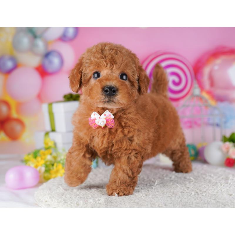 販売中の東京都のトイプードル-428226の7枚目