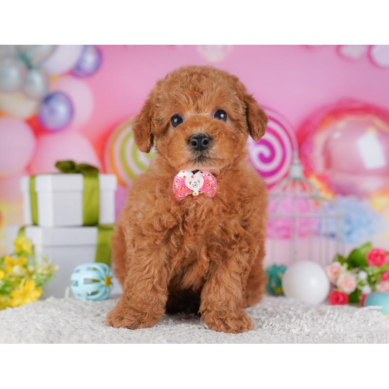 販売中の東京都のトイプードル-428226の5枚目