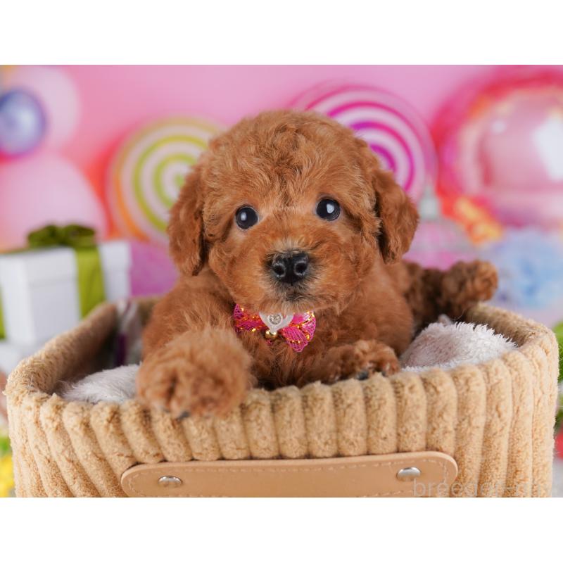 販売中の東京都のトイプードル-428226の4枚目