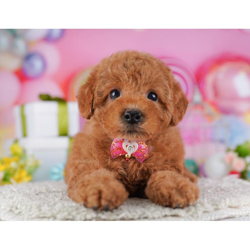 販売中の東京都のトイプードル-428226の3枚目