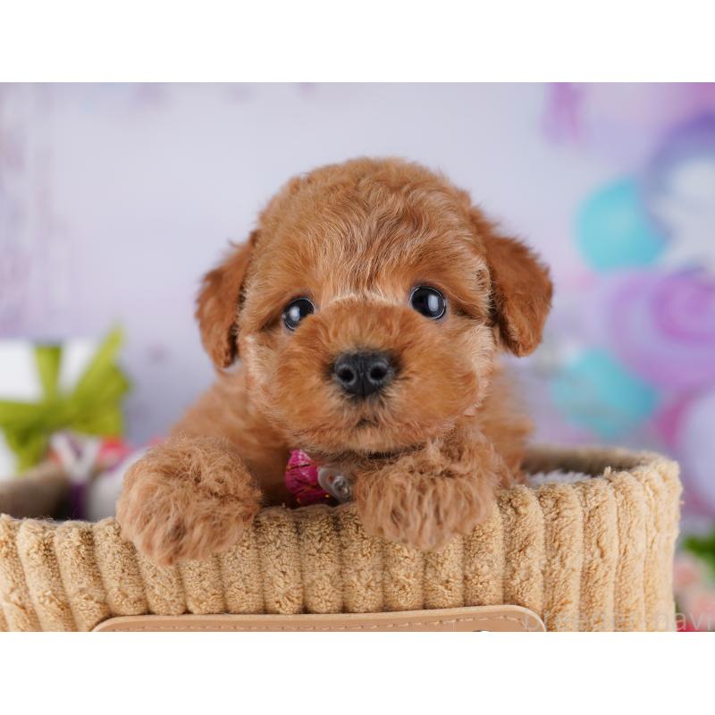 販売中の東京都のトイプードル-428228の8枚目