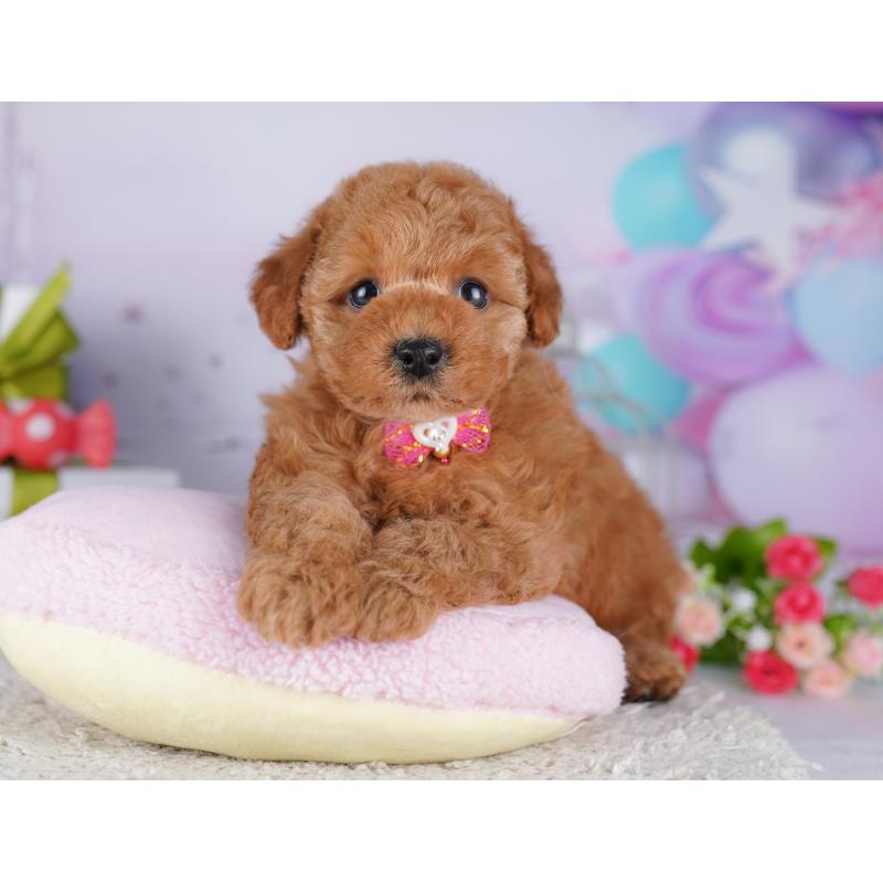 販売中の東京都のトイプードル-428228の5枚目