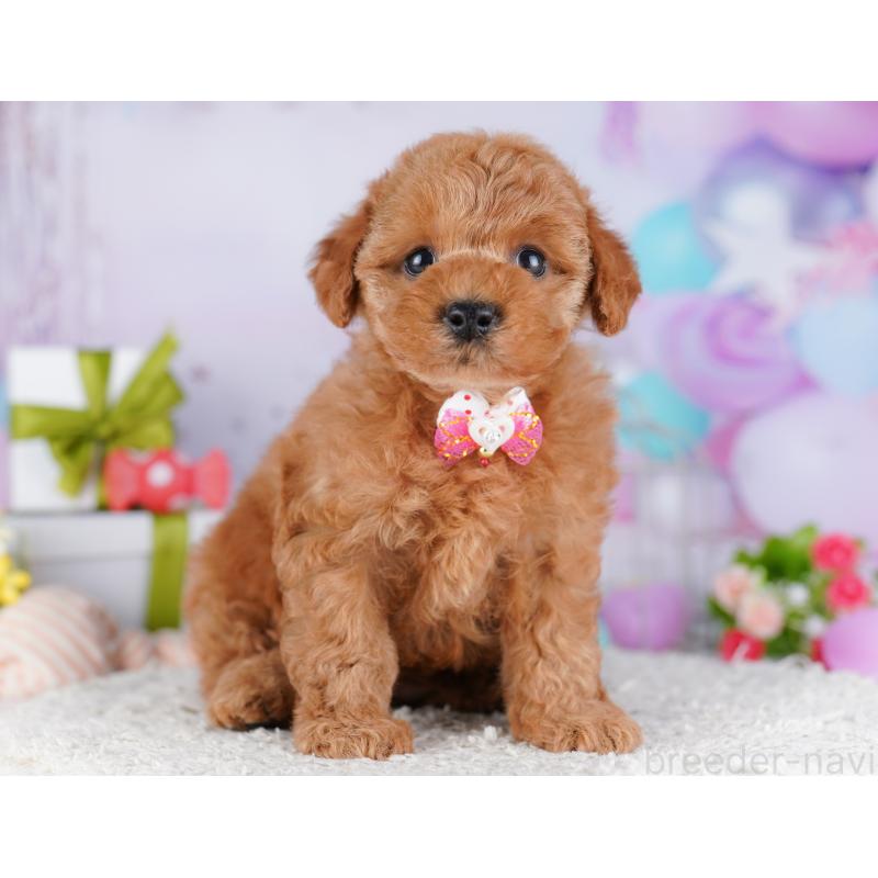 販売中の東京都のトイプードル-428228の4枚目