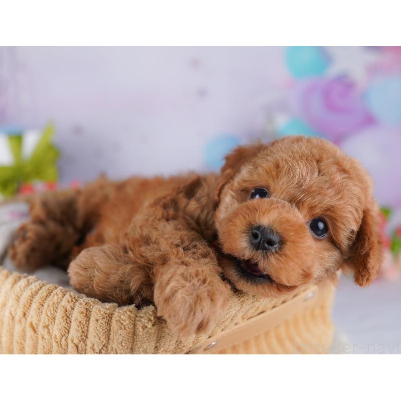 販売中の東京都のトイプードル-428228の3枚目