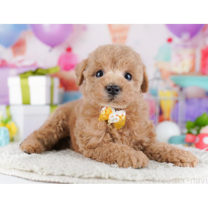 販売中の東京都のトイプードル-428227の8枚目