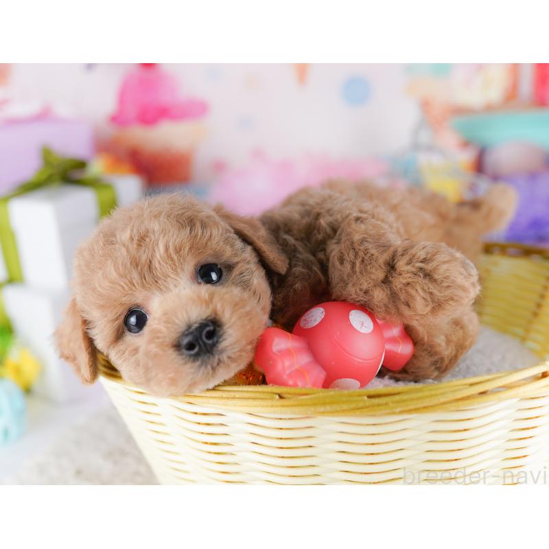 販売中の東京都のトイプードル-428227の7枚目