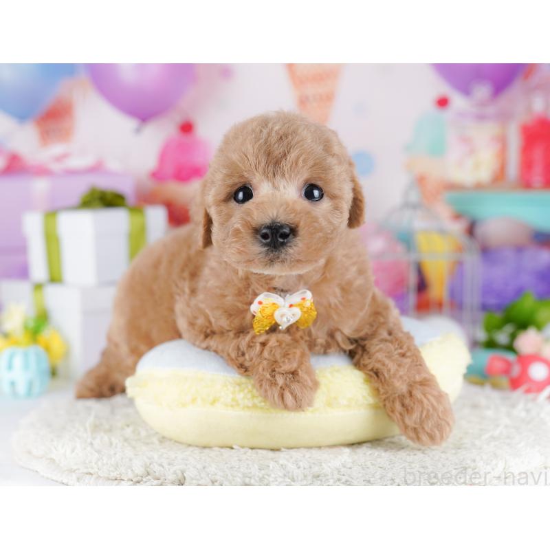 販売中の東京都のトイプードル-428227の6枚目