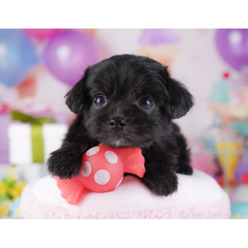 販売中の東京都のチワプー:チワワ×トイプードル-428223の8枚目