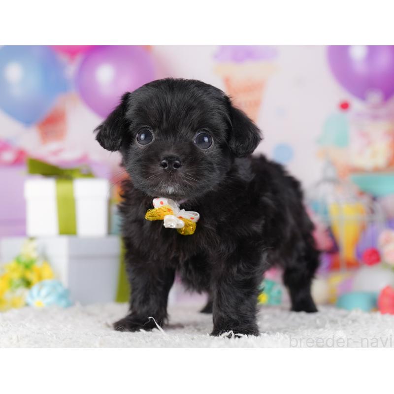 販売中の東京都のチワプー:チワワ×トイプードル-428223の7枚目