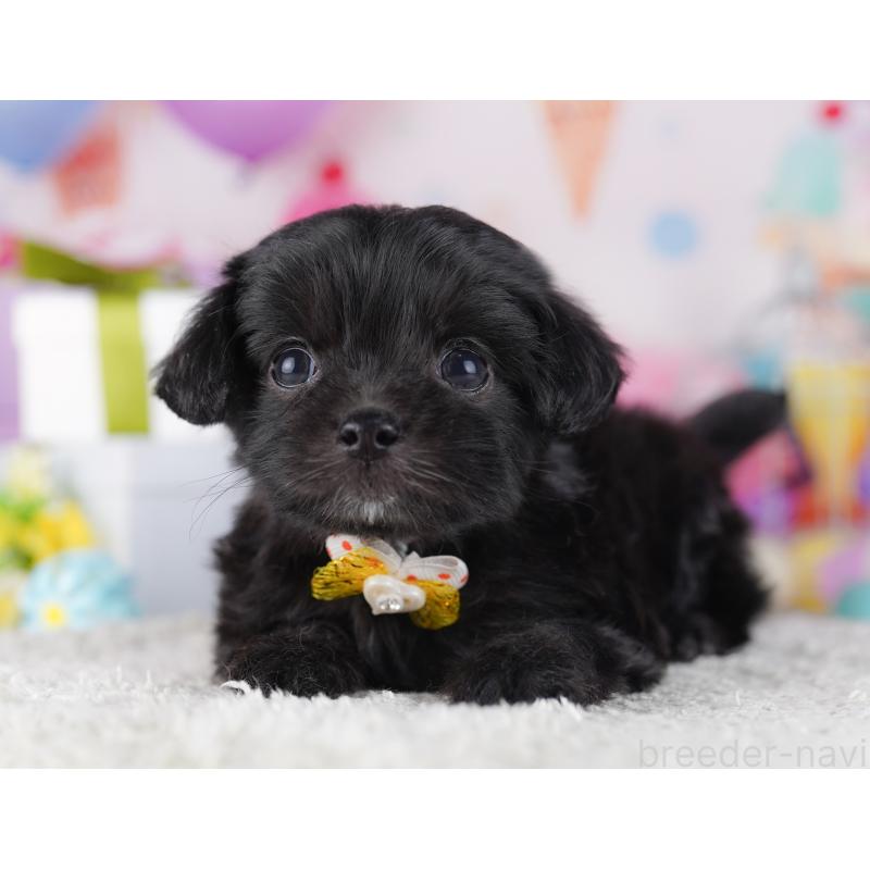 販売中の東京都のチワプー:チワワ×トイプードル-428223の6枚目