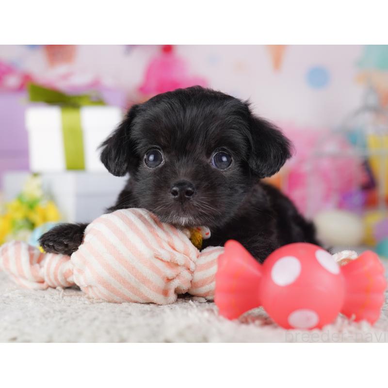 販売中の東京都のチワプー:チワワ×トイプードル-428223の5枚目