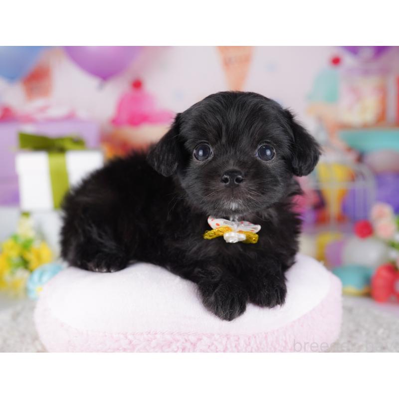 販売中の東京都のチワプー:チワワ×トイプードル-428223の4枚目