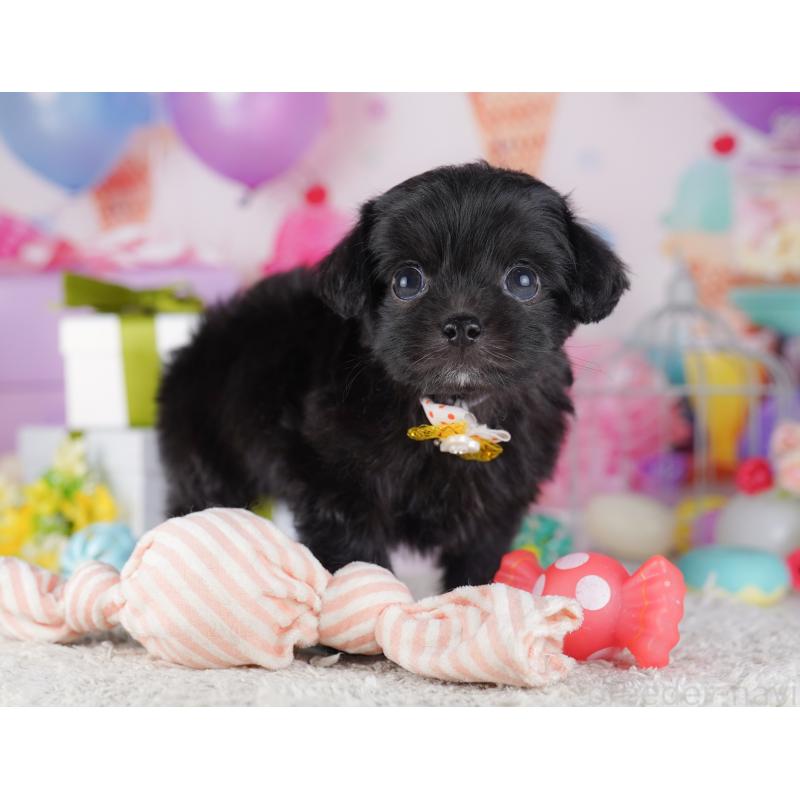 販売中の東京都のチワプー:チワワ×トイプードル-428223の3枚目