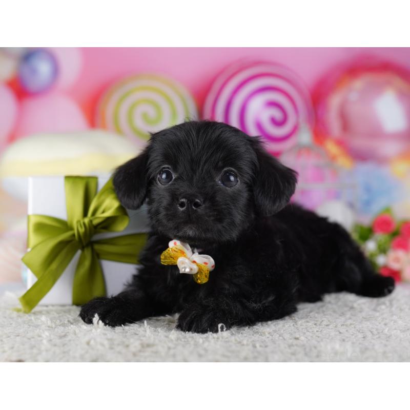 販売中の東京都のチワプー:チワワ×トイプードル-428222の8枚目